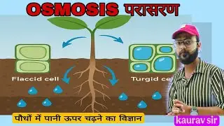 Osmosis परासरण II Transpiration वाष्पोत्सर्जन II water transport in plant ll mppat 2025 I cuet icar