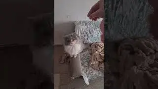 Раздаёт оплеухи😺