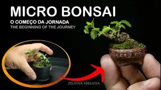 Capítulo 1: Onde Começa a Jornada de um Micro Bonsai