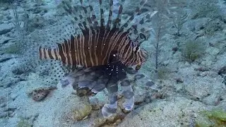 Le 4 specie aliene di pesci del Mediterraneo pericolose per l'uomo