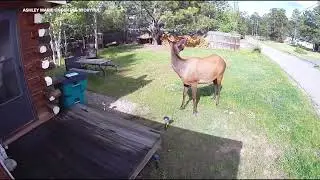 Elk charges at couple walking their dogs