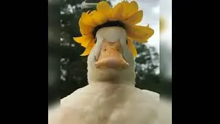 Little duckling wearing flower hat||cuteness overloaded