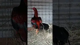 pollito asil Bobby Boles/Atkinson .. gallos asil de primer nivel mexico