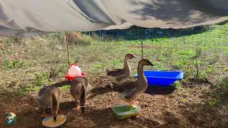 Bad goose mood 🤣 African Geese Quartet 🦢 Mind Healing Farm