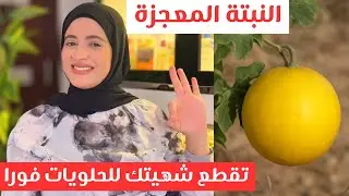أقوى مشروب طبيعي💯هيخسسك من غير ريجيم ويخلّصك من شهيتك الكبيرة للسكر 