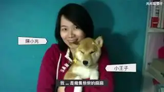 柴犬十大惡行惡狀 - 養了這幾隻柴犬小屁孩後，就決定 ...