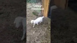 Goats are ready for spring and the bigger pasture #spring #homestead #happywifehappylife