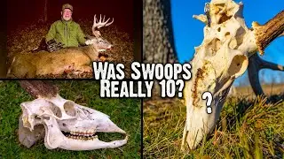 How to Age Bucks: Was That Buck (Swoops) Really 10 Years Old? (678)
