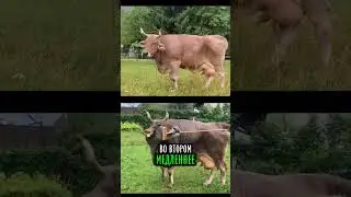🦾 корова с интеллектом пользуется инструментами #новостинауки #наука