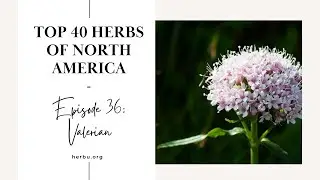 Valerian - Top 40 Herbs of North America - Part 36