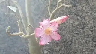 Adenium plant repot #homegarden #flowers #nature #indiangardner #houseplants #plants 