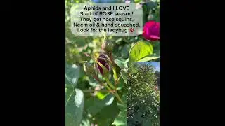 Aphids and roses. Kill with a few options. 5/5/25. #gardening #garden #roses #aphids