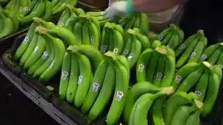 Modern Technology for Banana Farming