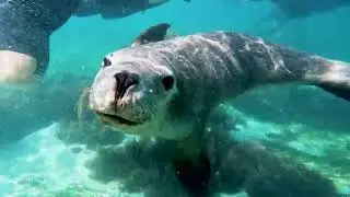 I Swam With Australia's Sea Lions - Jurien Bay