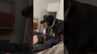 Adorable Dog Reacts to Her Favorite Words