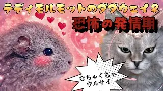 I'll never keep a guinea pig
