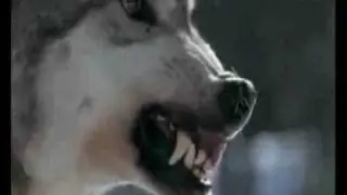 Wolf vs Tiger - THE WOLF RULE!!!!