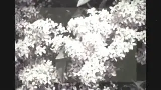 Oak Sun - Song to Sivar
