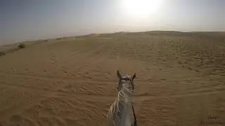 Riding in the Desert