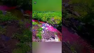 Rainbow River In Colombia 😍 | #shorts