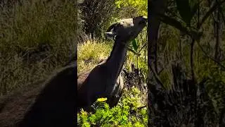 Wild Indian Goat The Nilghri Thar #nature #travel #wildlife #outdoors #goat #india #animals #thar
