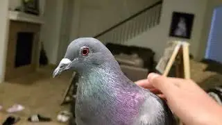 ❤Cute pigeon cuddles ❤