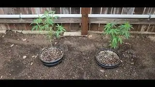/84/ Outdoor Grow Small Batch Update 2 I.C.G.