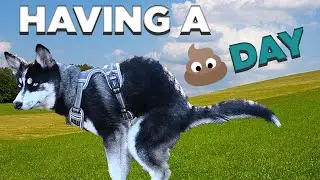 The REASON my Husky Puppy has a BAD DAY (feat. Happy Ending)