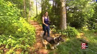 Outdoor activities to do with your dog in New England