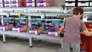 Citrus, tomato, capsicum inline electronic weight Sizers and Lychee packer