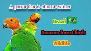 Endangered birds of #Brazil | Information about parrots in the wild | #Baldparrot|#video 