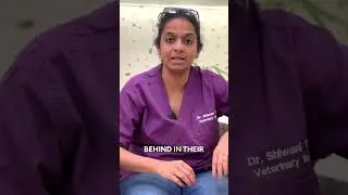 Top Tips for Avians - The Exotics Vet