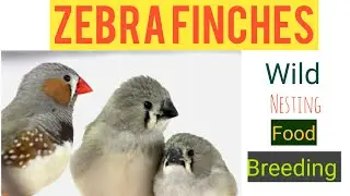 Zebra Finches complete care | Ilayaraja T