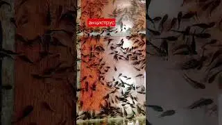 анциструс