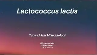Mikrobiologi - Lactococcus lactis