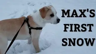 Border Collie Lab Mix (Borador) puppy's first time in snow
