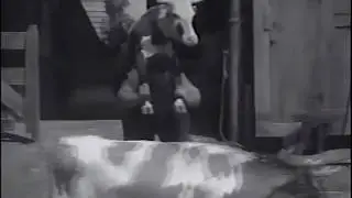 Пол Андерсон несёт бычка...Paul Anderson is carrying a bull on his back.