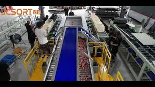 JC SORT Sweet Potato Washing, Drying & Grading Line &ndash; Clean, Dry, Sorted, Packed!