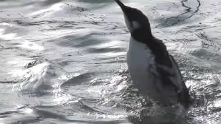 Guillemot first winter plumage