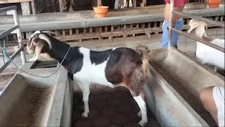 Boer Goat Farming in village | Goat Farm in rural Indonesia