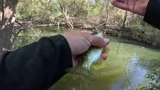 Pesca de mojaras con lombrises de tierra 