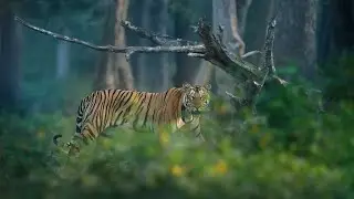 The Jungles of Kabini | Misty Mornings with the Black Panther