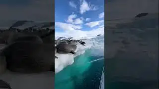 Туристы в Териберке кормят нерп с катера