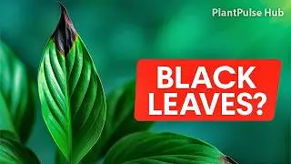 PEACE LILY LEAVES TURNING BLACK? HERE&rsquo;S THE REAL REASON AND EASY FIX! | PlantPulse Hub