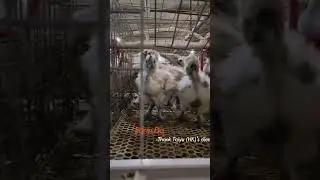 Automatic Broiler Farm System | Modern Poultry Farming | Broiler Chicken Cage