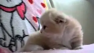 Tiny Kitty - Cutie Meows  (TeddyHilton.com)