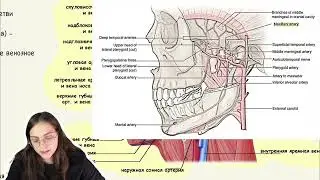 топографическая анатомия височной области
