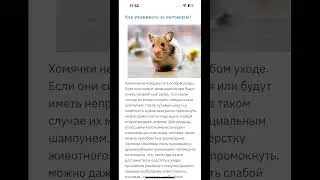 УХОД ЗА ХОМЯЧКАМИ #music #live #hamsterhouse #фотосессияlovestory