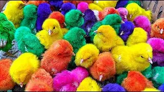 World Cute Chickens, Colorful Chickens, Rainbows Chickens, Cute Ducks
