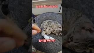 Raising a stray cat #morning #sunshine #holiday #Busan #subscribe #like #thank you